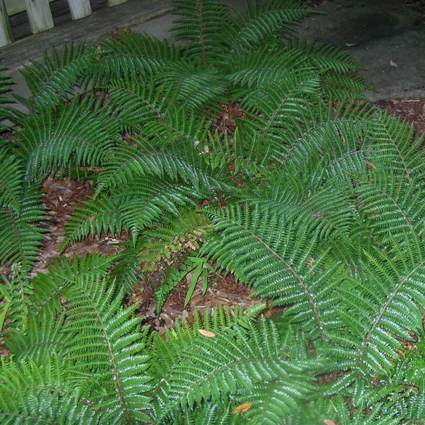 Korean Tassel Fern